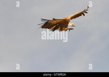 Grifone (Gyps fulvus), lo sbarco, Spagna Foto Stock