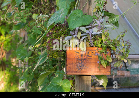 Appendere in legno piantatrice di erbe contenenti banana menta, purple sage e maggiorana compatto in un giardino inglese Foto Stock