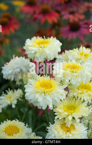 Leucanthemum x superbum "incantatore reale'. Shasta daisy fiori Foto Stock