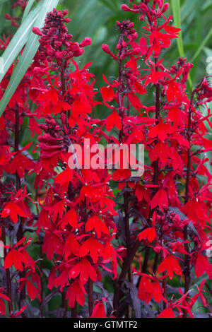 Lobelia x speciosa "Ventilatore Scarlet' . Il Cardinale fiore Foto Stock