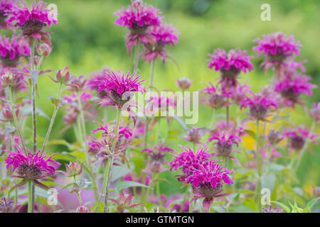 Il bergamotto prarienacht. Monarda "Prairie notte' fiori Foto Stock