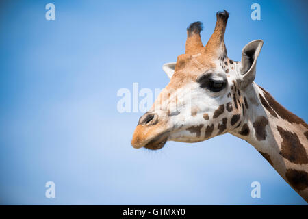 Primo piano di una giraffa su un cielo blu Foto Stock