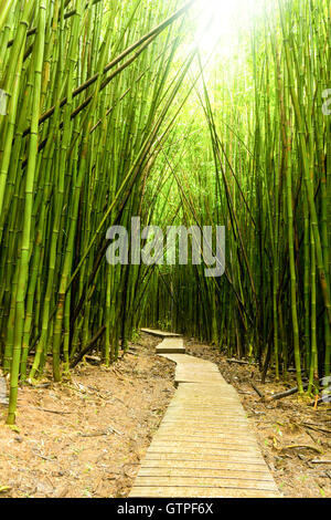 Una bella foresta di bamboo marciapiede in Maui, Hi. Splendida e vibrante di bambù verde nel profondo della foresta pluviale di Maui. Foto Stock