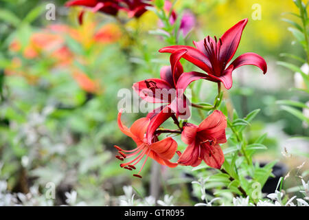 Giglio rosso in un giardino soleggiato, orizzontale Foto Stock