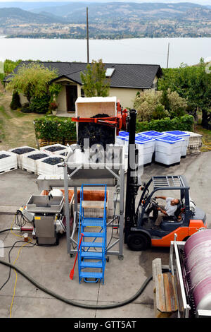 Uve di frantumazione Naramata Penticton Okanagan Valley Columbia britannica Foto Stock