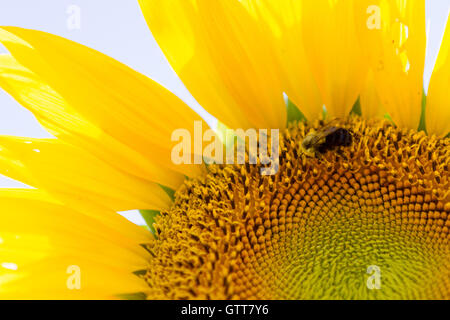 Ape su girasole closeup Foto Stock