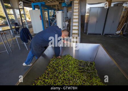 Raccolte le olive, olive in attesa di essere macinato, Round Pond Estate Frantoio Rutherford, Napa Valley, California Foto Stock