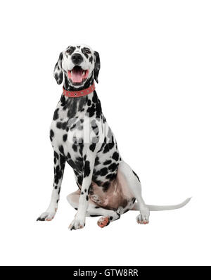 Cane dalmata in bianco e nero di isolare si siede e guarda in alto Foto Stock