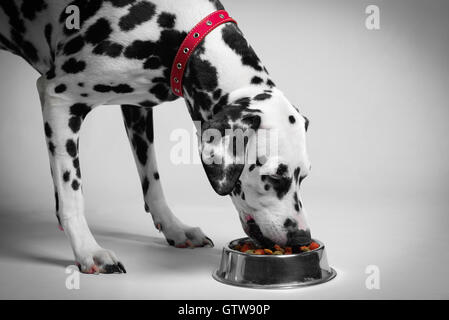 Nero dalmata e cane bianco mangiare carne secca cibo per cani dalmata di da un recipiente metallico. Felice cane dalmata. Foto Stock