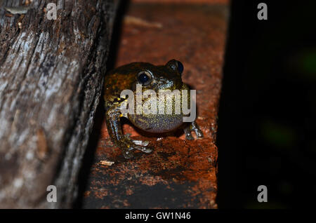 Maschio di chiamata Peron la raganella (Litoria peronii), St Ives, Sydney, Nuovo Galles del Sud, Australia Foto Stock