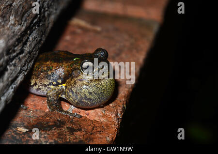 Maschio di chiamata Peron la raganella (Litoria peronii), St Ives, Sydney, Nuovo Galles del Sud, Australia Foto Stock