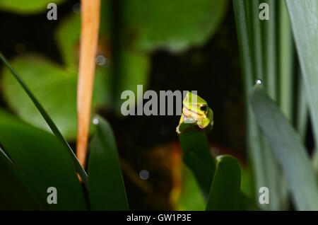 Nana orientale raganella (Litoria fallax), St Ives, Sydney, Nuovo Galles del Sud, Australia Foto Stock