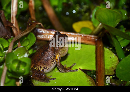 Maschio di chiamata Peron la raganella (Litoria peronii), St Ives, Sydney, Nuovo Galles del Sud, Australia Foto Stock