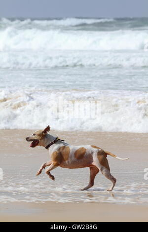 Un marrone e bianco cane femmina correre e giocare lungo il bordo dell'acqua di una spiaggia a Yamba in NSW, Australia. Foto Stock