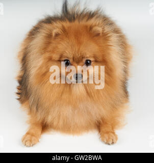 Uno rosso di Pomerania spitz giace su sfondo bianco Foto Stock