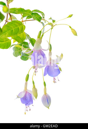 Splendida fioritura ramoscello appeso fuchsia fiori nei toni del blu e del bianco è isolato su sfondo bianco, "Holly è di una bellezza', c Foto Stock