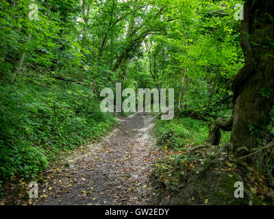 Ampio angolo di paesaggio di un verde e lussureggiante sentiero stretto che conduce attraverso una foresta South Downs Way Sussex, preso il 21st giugno 2016 Foto Stock