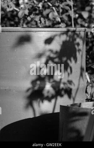 Barili di acqua e ombra da cespugli di lamponi Foto Stock