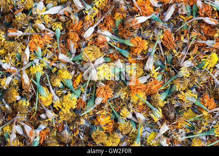 Tagetes patula. Tagete francese semi flowerheads e lasciato asciugare. Foto Stock