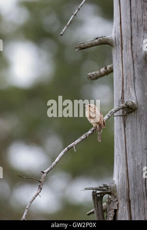 Eurasian spasmodico / Wendehals ( Jynx torquilla ) appollaiato su un ramo di un morto conifera albero, vista tipica sulla distanza, naturale. Foto Stock