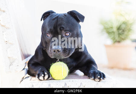 Giovani Staffordshire Bull Terrier cane giacente su un banco di lavoro con attraente cucciolo di cane occhi, le sopraciglia sono leggermente sollevati. Egli ha un Foto Stock