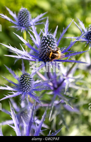 Eryngium Picos, mare holly, con ape operaia durante il periodo estivo la fioritura. Inghilterra, Regno Unito Foto Stock