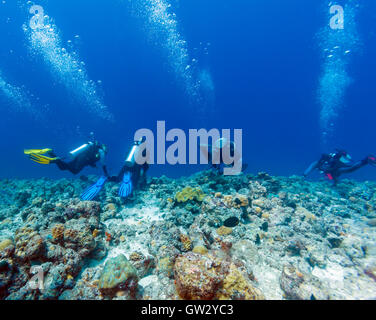 Gruppo di sub appeso alla parete della barriera corallina in forte corrente, Maldive Foto Stock