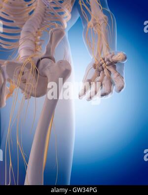 Sistema nervoso umano della mano, illustrazione. Foto Stock