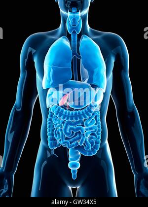 Human cistifellea, illustrazione. Foto Stock