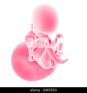Feto umano età 18 settimane, illustrazione. Foto Stock