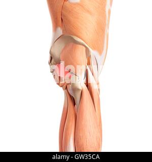 Human natica muscoli, illustrazione. Foto Stock