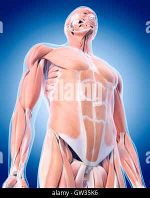 Superiore umano dei muscoli del corpo, illustrazione. Foto Stock