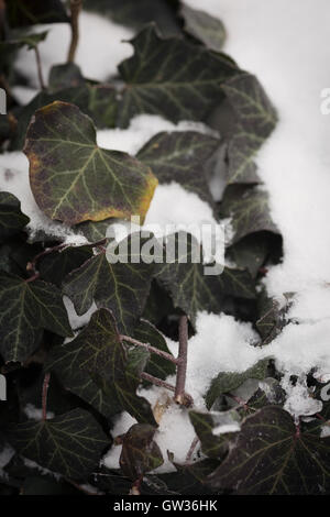 Foglie d'edera in presenza di neve e di gelo Foto Stock