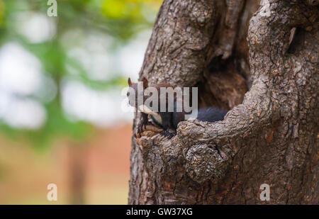 Lo scoiattolo su un albero, Tivoli park, Lubiana, Slovenia Foto Stock