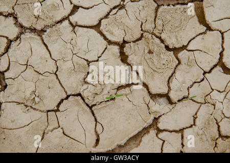 Massa rotto,terra asciutta. Massa rotto,sfondo asciutto terra incrinato il riempimento il telaio come sfondo Foto Stock