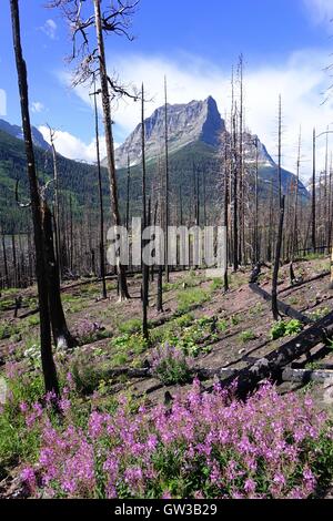 Fireweed cresce in una zona boschiva carbonizzati dal fuoco Foto Stock