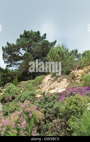 Cui Canford Cliffs, Branksome Chine, affacciato sulla Baia di Poole, Dorset, Regno Unito Foto Stock