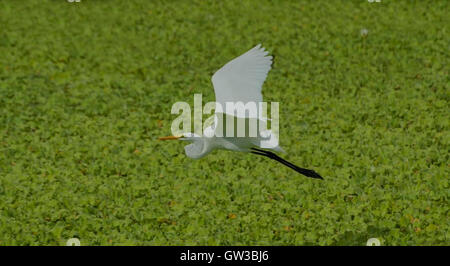 Grande Eagret (Casmerodius Albus) in volo da alimentare sulle rive della laguna a Isla Navidad, Jalisco, Messico. Foto Stock