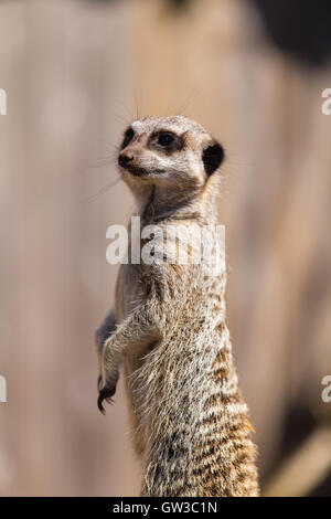 Meerkat su lookout Foto Stock