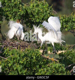 Snowy Egrets (Egretta thuja) sul nido a rookery Foto Stock