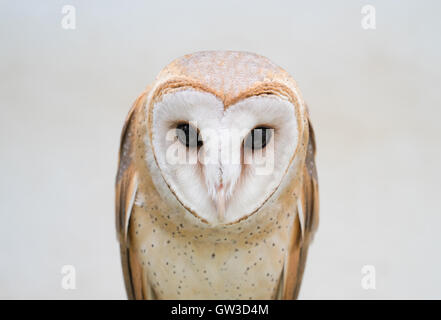 Comune di barbagianni ( Tyto alba ) Foto Stock