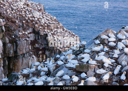 Northern sule (Morus bassanus) appollaiato sulla terra rocciosa. Cape Santa Maria della riserva ecologica, Terranova, Canada. Foto Stock