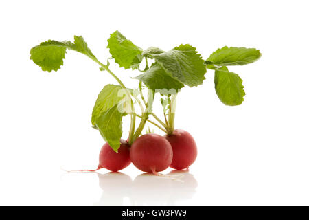 Rafano fresco isolato su sfondo bianco Foto Stock