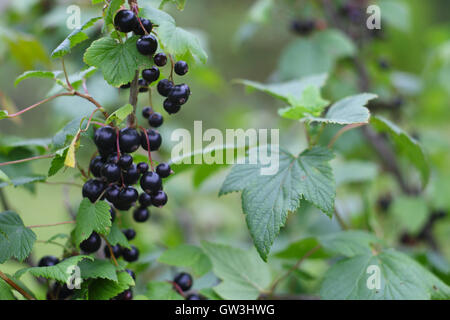 Mature ribes neri appesi da bush pronto per il raccolto Foto Stock