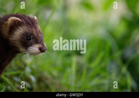 British polecat in erba (Mustela putorius) Foto Stock