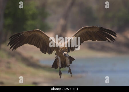 White-backed Vulture (Gyps africanus) in volo Foto Stock