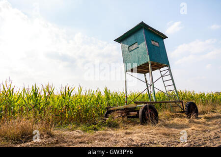 Deer stand su un campo Foto Stock