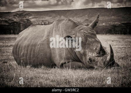 Rinoceronte in bianco e nero.