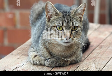 Razza striato grigio Gatto sdraiato su un tavolo di legno Foto Stock