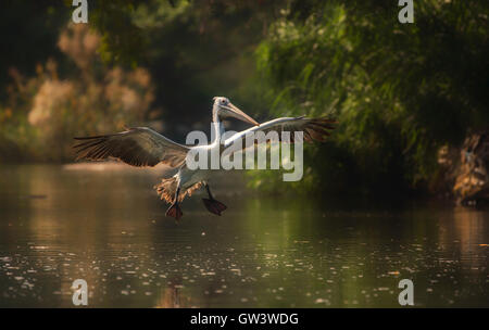 Tempo a terra. Spot-fatturati pelican atterraggio sul Fiume Cauvery. Foto Stock